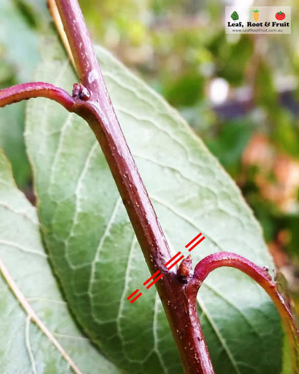 How to prune a fruit tree with a header cut