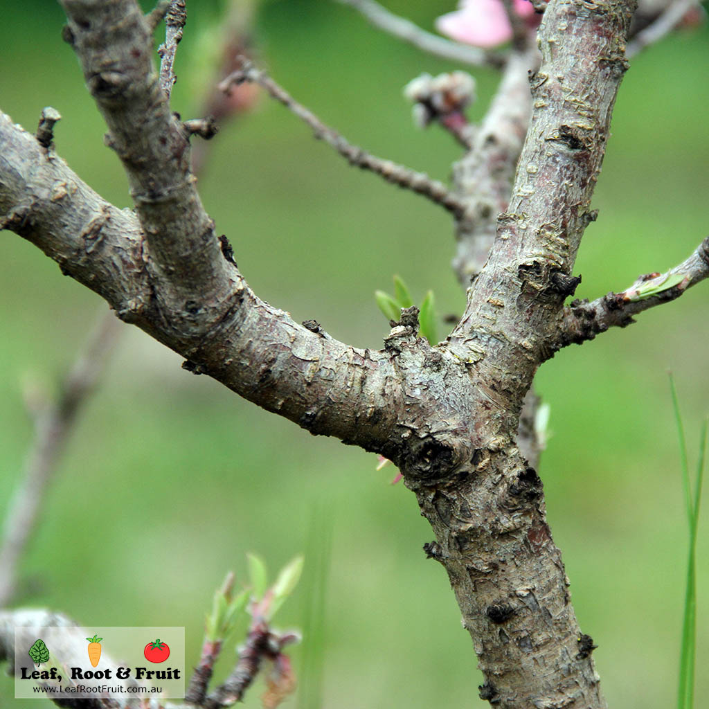 Peach bark tree winter fungal spores