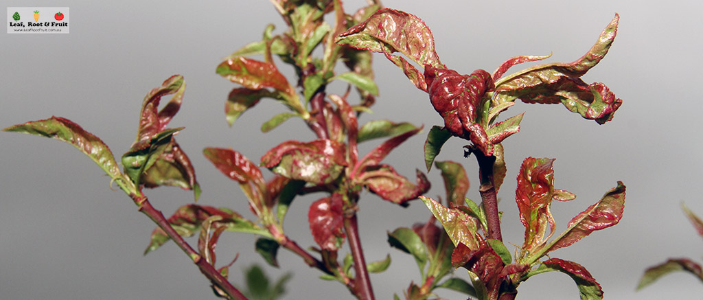 Peach leaf curl nectarine fungal disease distorted leaves