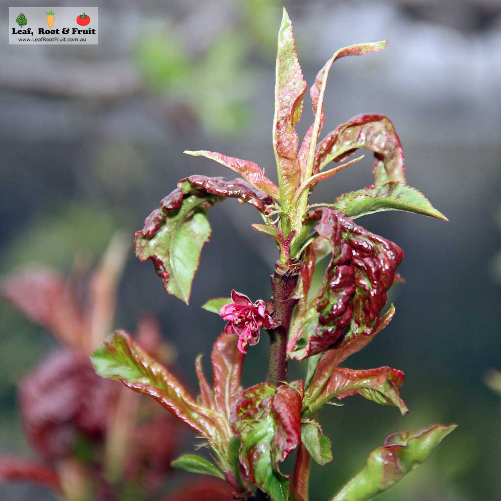 Peach leaf curl red blotches wonky growth