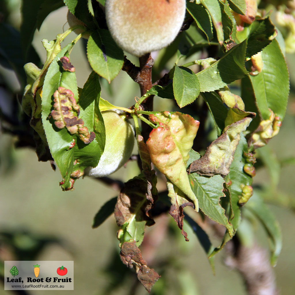 Peach leaf curl fungus fruit not affected