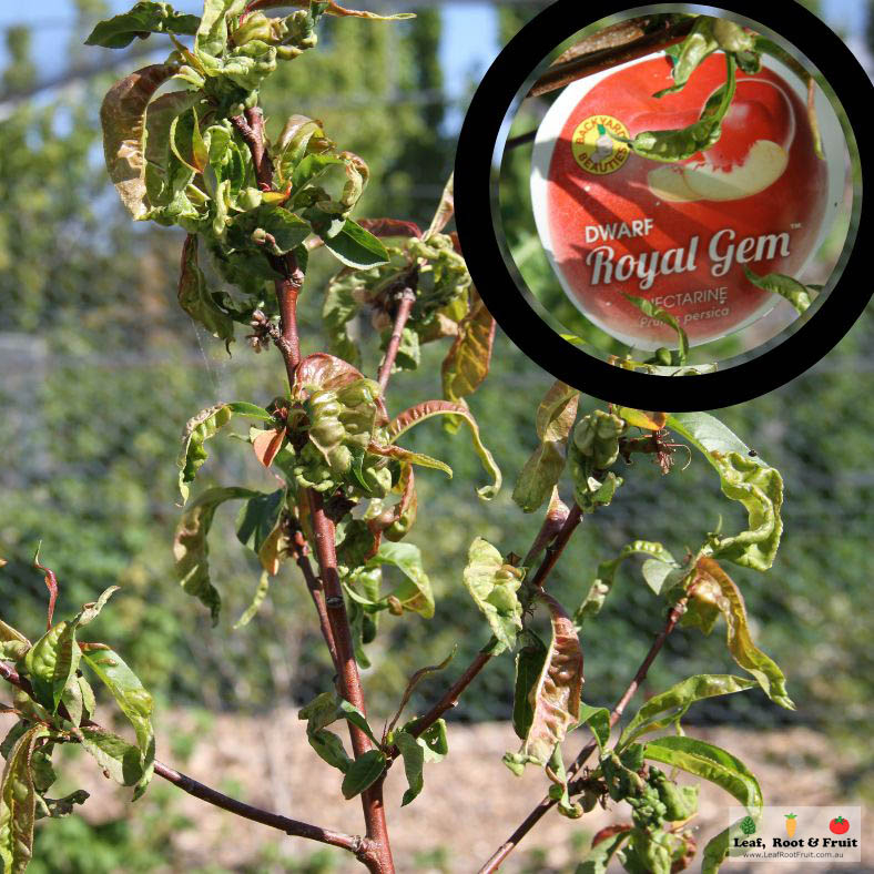 A Royal Gem Nectarine covered in Peach Leaf Curl Fungus