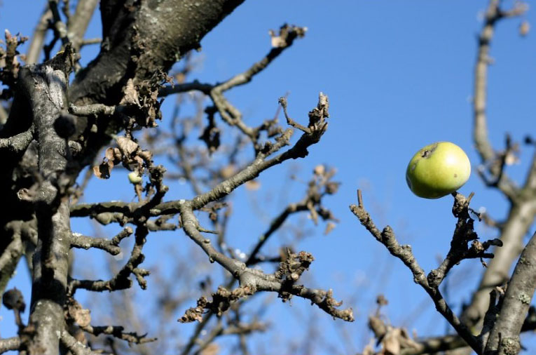 Pears and Apples are Spur bearing fruit trees