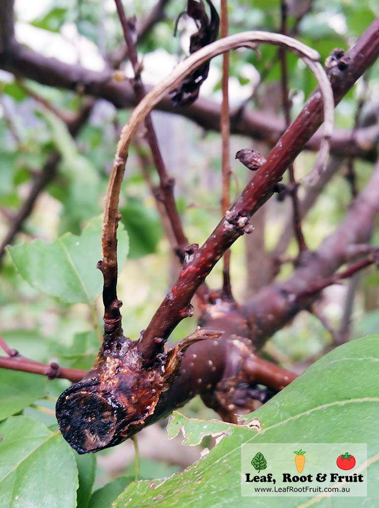 Fruit Tree Pruning Apricot Tree