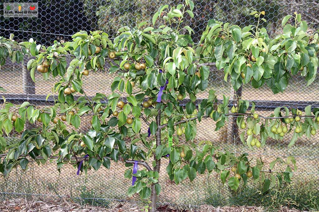 Kyneton Fruit Tree Espalier Tree Nashi