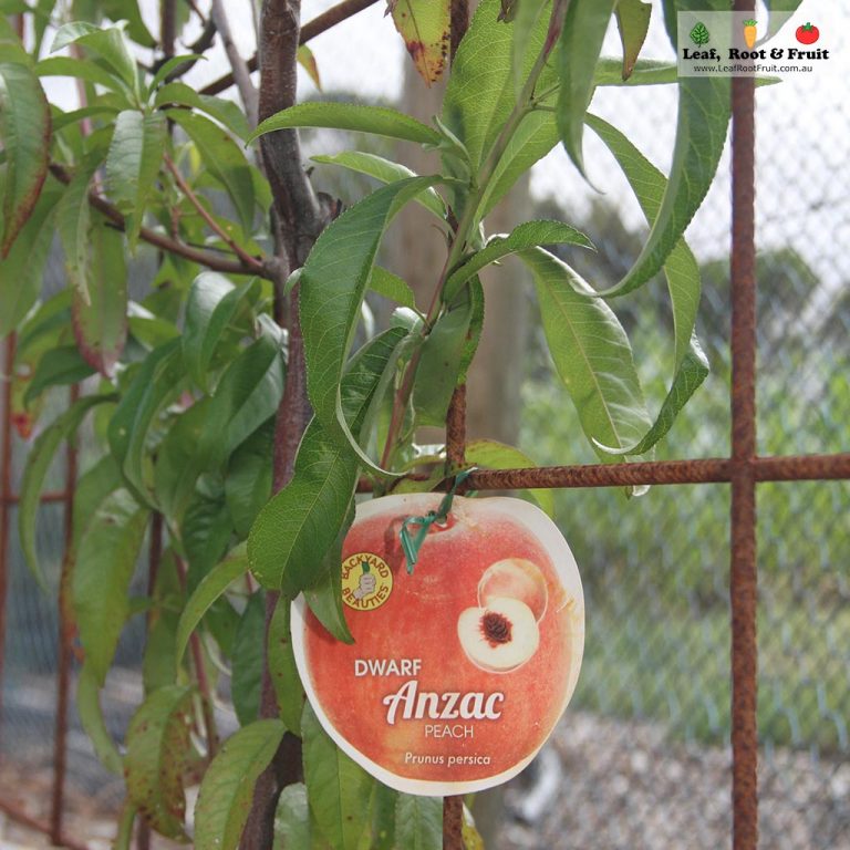 How to SetUp and Maintain Espaliers Leaf, Root & Fruit Gardening