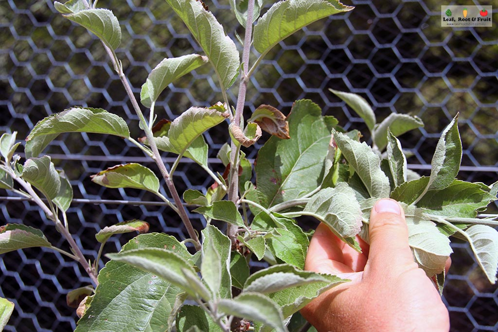 Training an espaliered apple tree