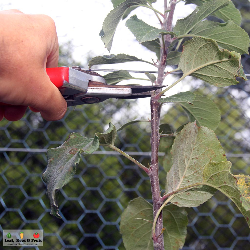 espalier pruning and set up