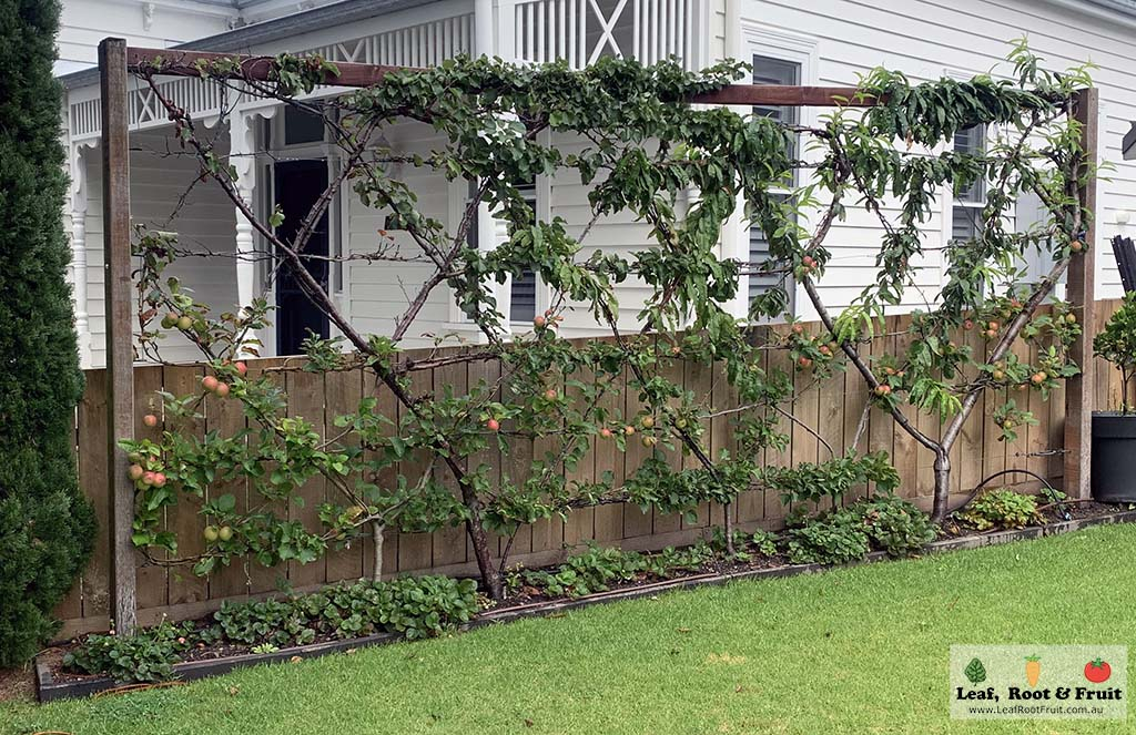 Belgian Fence Espalier Frame Work