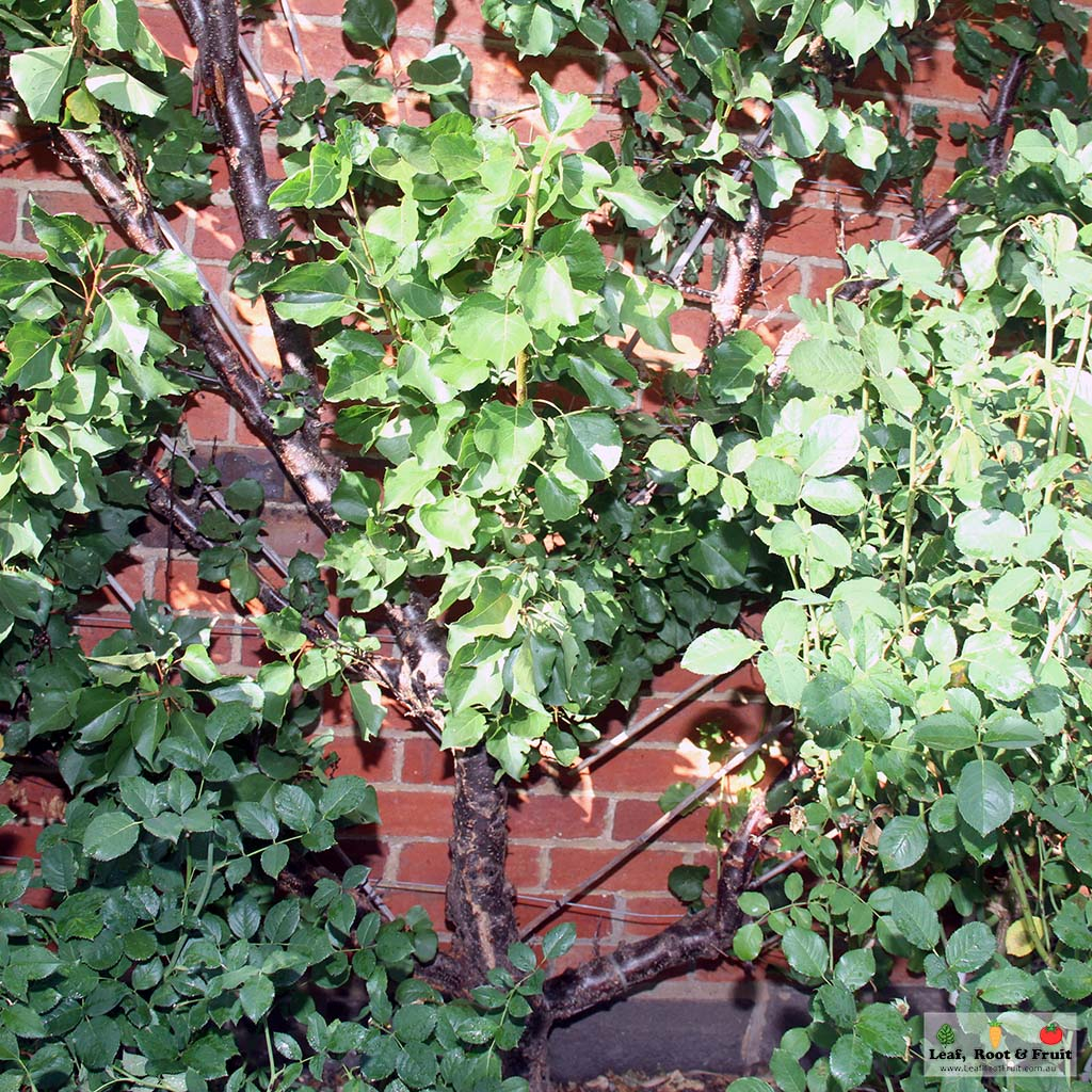 Fan Shaped Espalier Brick Wall How to Esplaier Fruit Trees