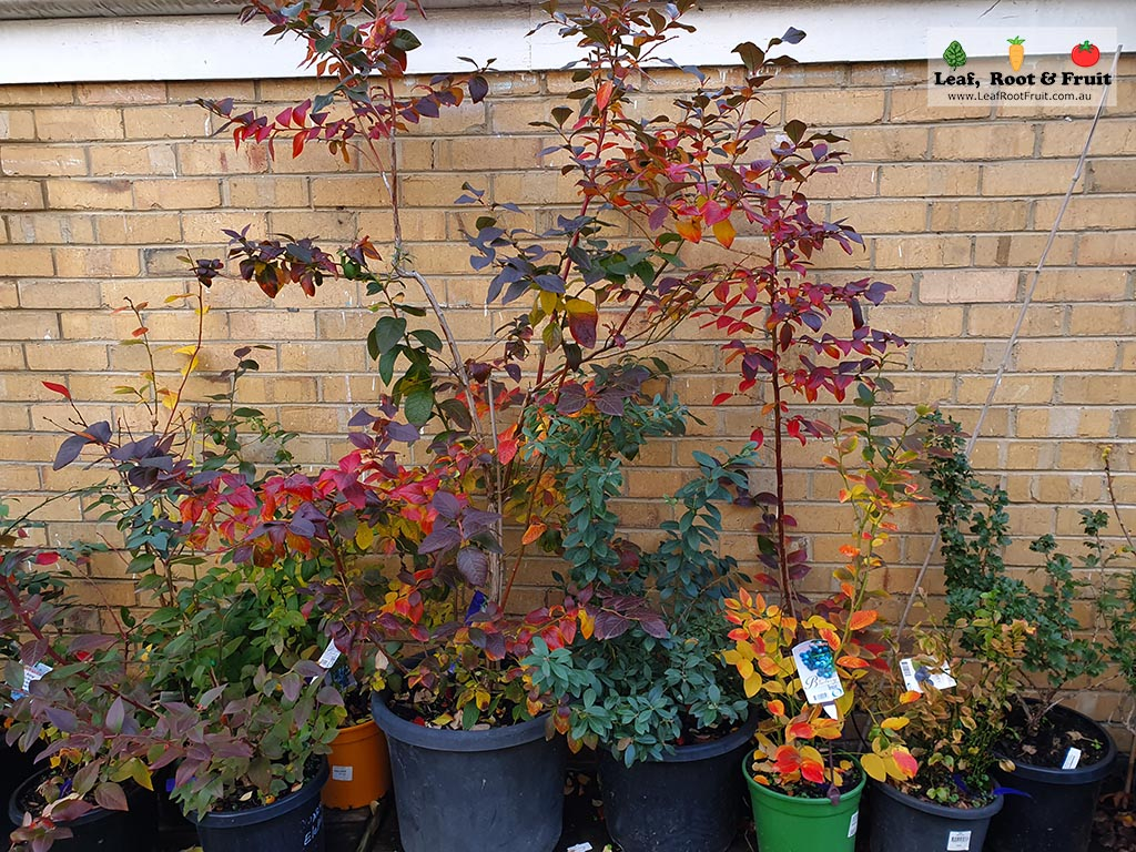 Blueberries Melbourne Varieties Collection Rental Garden