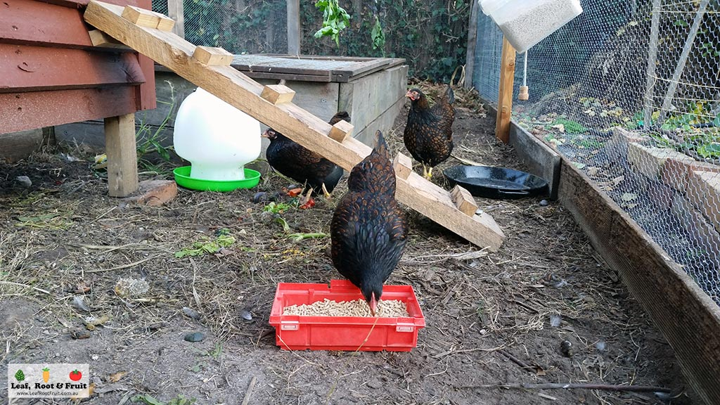 Rental Garden Guide Keeping Chickens in a Rented Garden