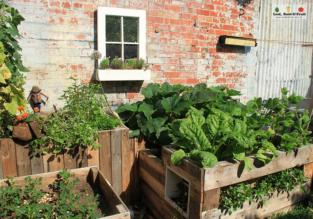 rental gardening guide Melbourne vegetable patch in a pallet planter