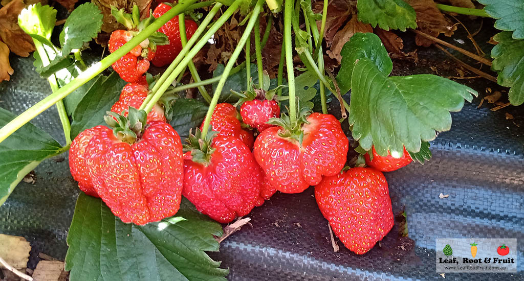 Growing Strawberries Guide Melbourne