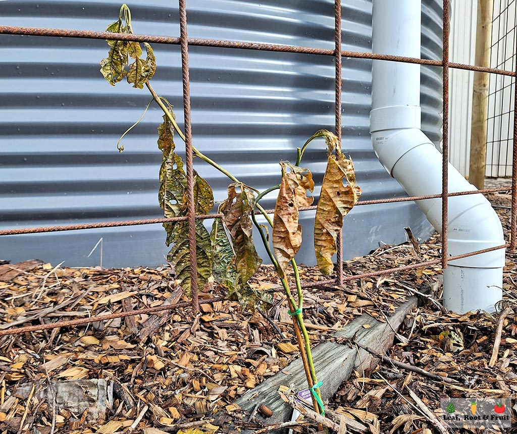 Rainwater tank microclimate for growing citrus and passionfruit