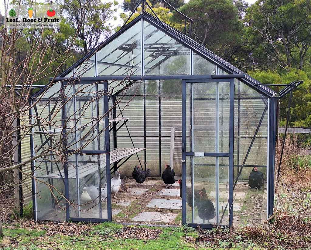 Glasshouse with chickens and germinating tomato seeds
