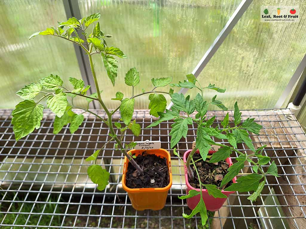 Early spring planting of tomato seedlings
