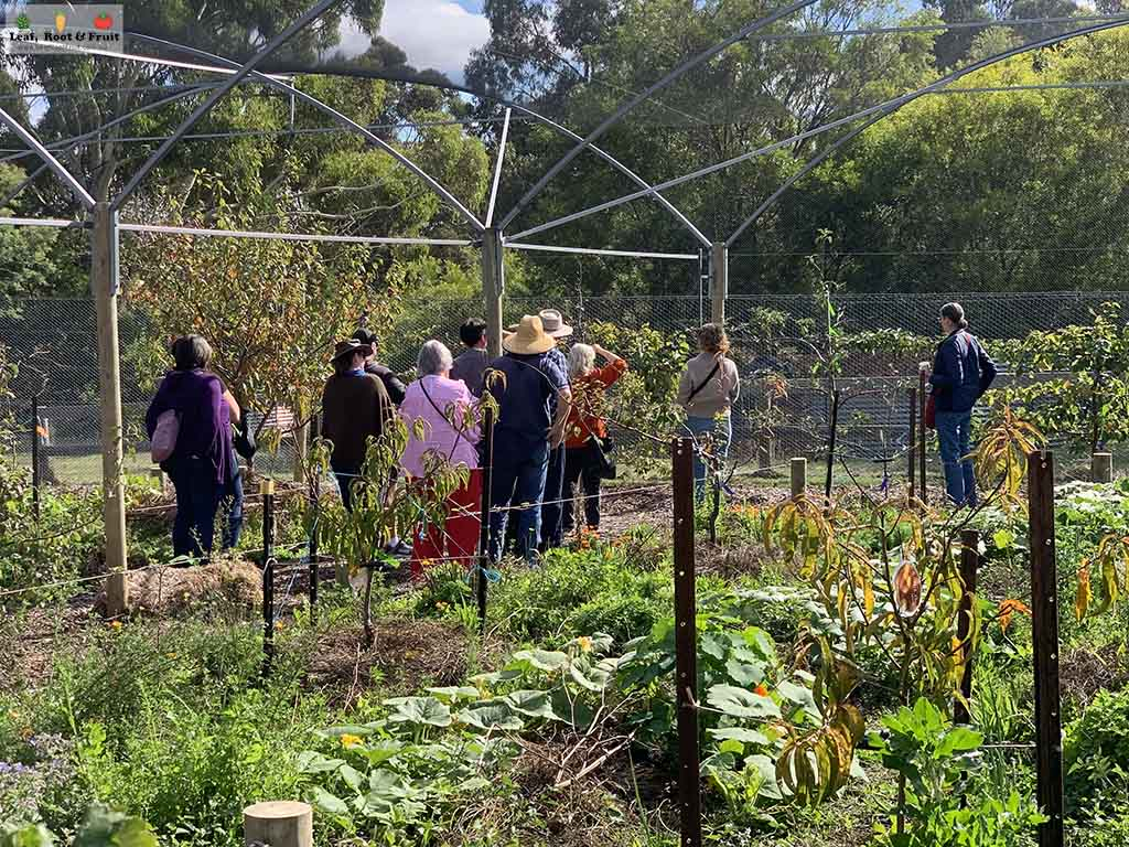 A garden tour being conducted in autumn. There is a netted enclosure containing fruit trees.