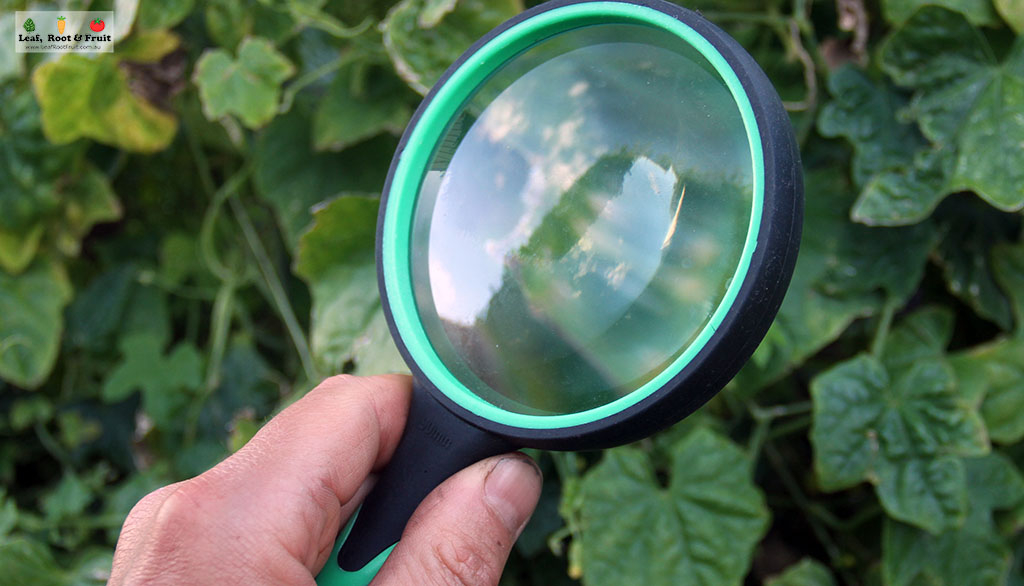 using a magnifying glass on a bug safari as part of a pest control gardening class in Kyneton