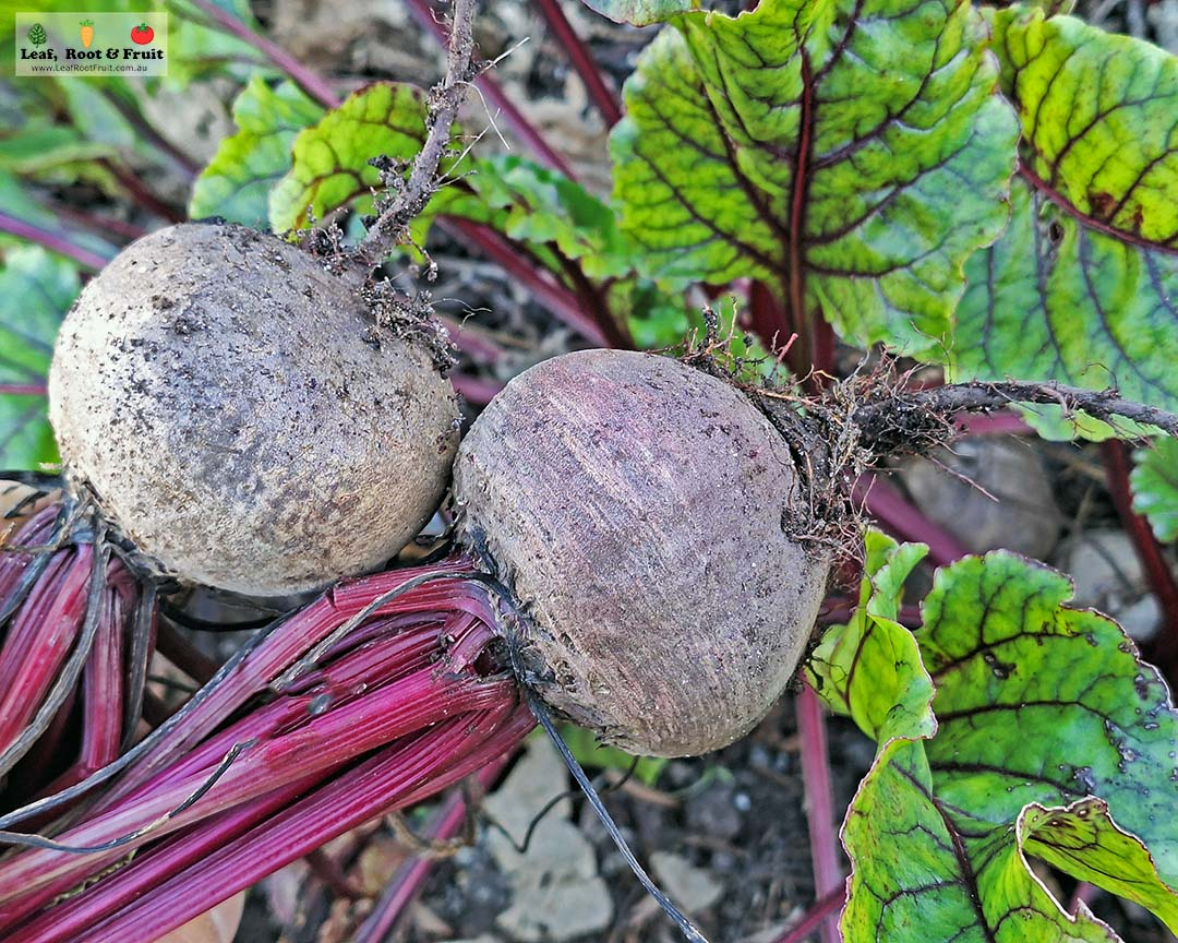 How to grow beetroot - Leaf, Root & Fruit Gardening Services
